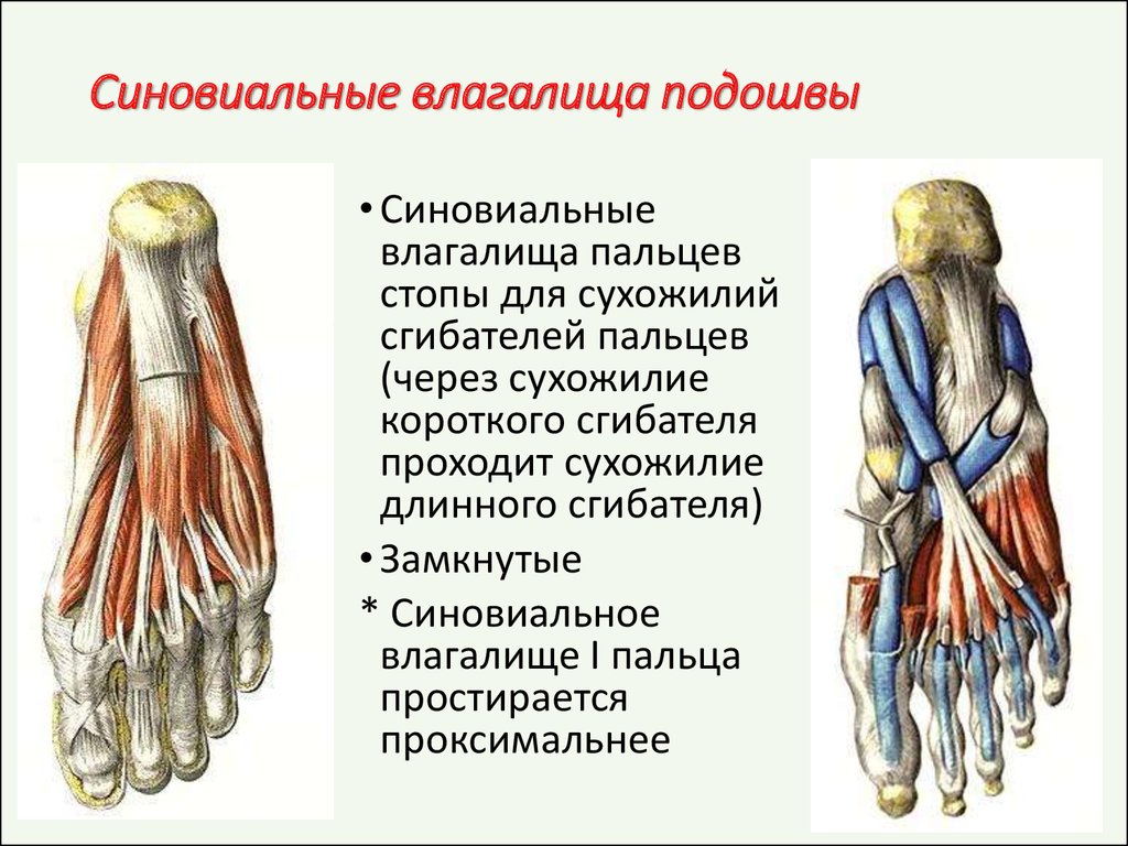 Сухожилия сгибателей стопы. Синовиальные влагалища голеностопа. Анатомия синовиальных влагалищ стопы. Синовиальные влагалища сухожилий малоберцовых мышц. Удерживатель сухожилий мышц стопы.