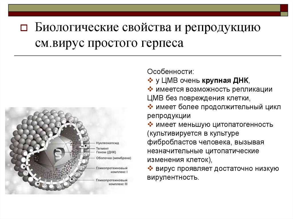 Вирус простого герпеса. Вирус простого герпеса типа 1 характеристика. Герпесвирус 5 типа цитомегаловирус. ЦМВ строение вируса. Вирус герпеса 1 и 2 строение.