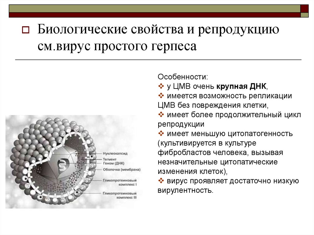 Дайте общую характеристику вирусов. Цитомегаловирус ЦМВ CMV герпесвирус 5 типа. Эпидемиология вирус простого герпеса Тип 1. Вирус простого герпеса 1 и 2 типа строение. Краткая характеристика вирусов герпеса 1 и 2 типов.