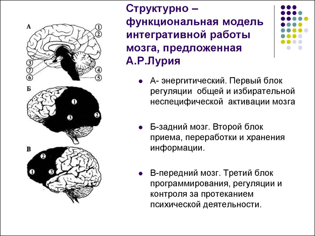 Функциональные теории мозга. Структурно-функциональная модель мозга по а.р Лурии. Структурно-функциональная модель мозга а.р Лурия. Структурно-функциональные блоки головного мозга а. р. Лурия. Концепция структурно функциональных блоков мозга Лурия.