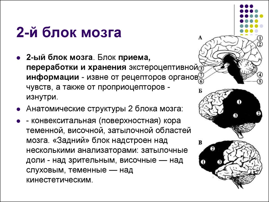 Блоки мозга по лурия с картинками