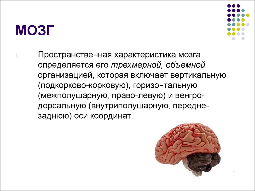 Уровень организации мозга. Структурно-функционального созревания мозга. Характеристики мозга. Модель мозга. Характеристика мозгов.