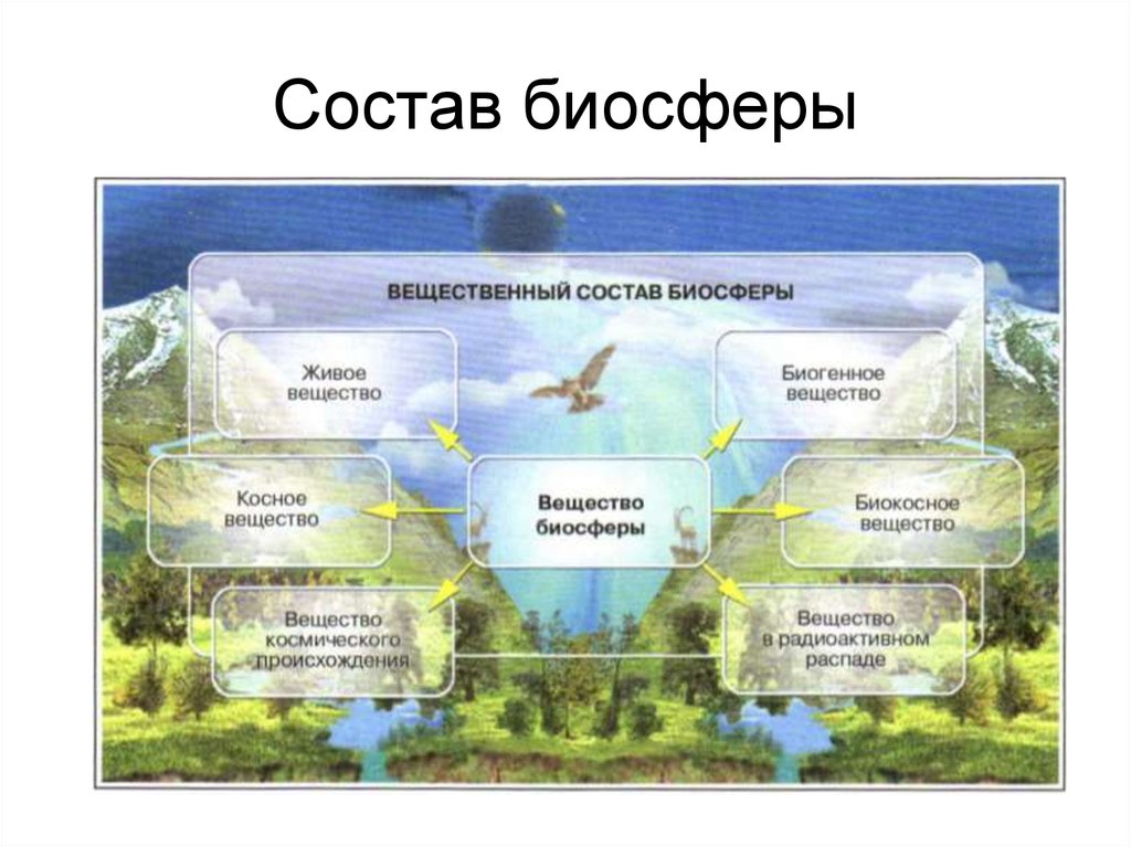 Земная оболочка оболочка жизни. Биосфера схема. Строение биосферы схема. Роль леса в биосфере. Строение биосферы земли.