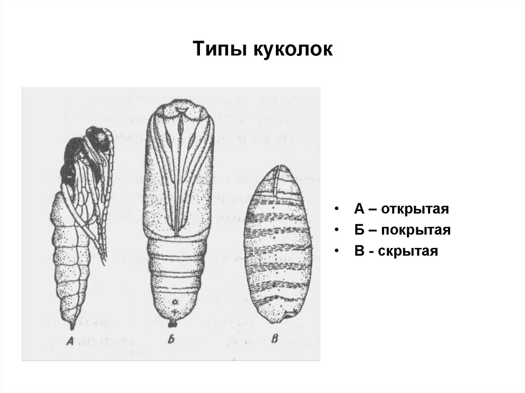 Личинка какого насекомого. Типы личинок и куколок насекомых. Типы личинок с полным превращением. Типы личинок насекомых с полным превращением. Типы куколок насекомых с полным превращением.