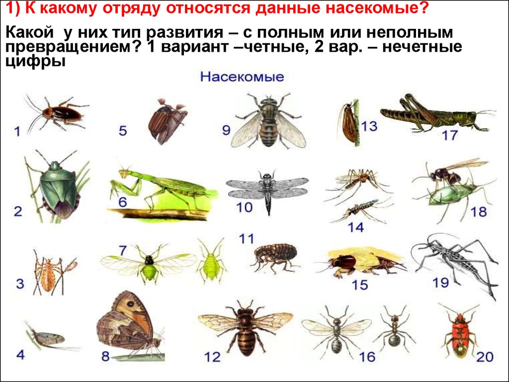 6 групп насекомых. Отряды с полным и неполным превращением. Типы развития насекомых отряды насекомых. Отряды с полным превращением. Отряды насекомых развивающихся с неполным превращением.