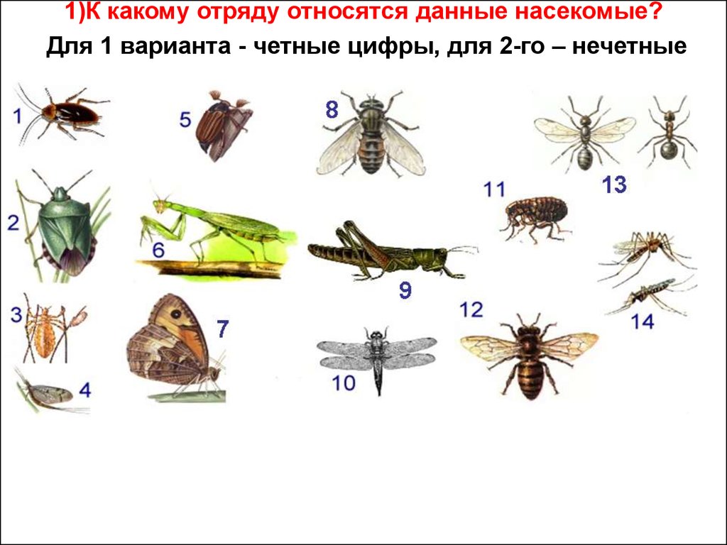 Отряды насекомых. К какому отряду относятся данные насекомые какой Тип развития. Деление насекомых на отряды. Кто относится к насекомым список.