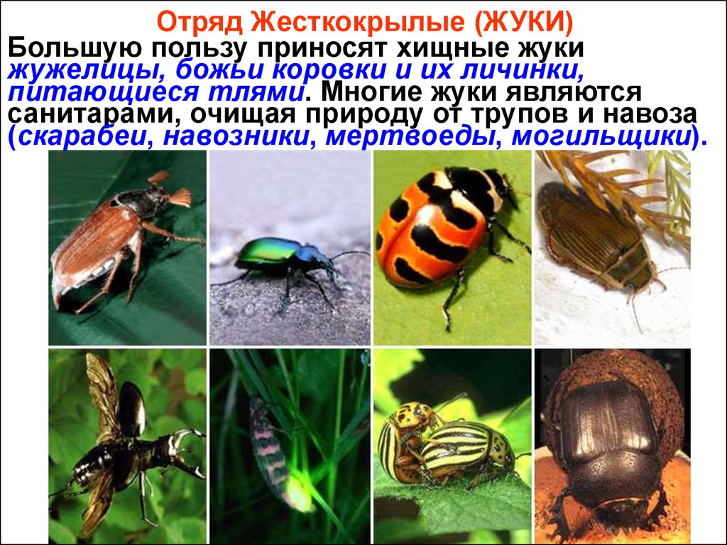 Самым многочисленным классом животных являются. Отряд жуки представители список. Многообразие насекомых отряды. Жесткокрылые насекомые представители. Класс насекомые многообразие.
