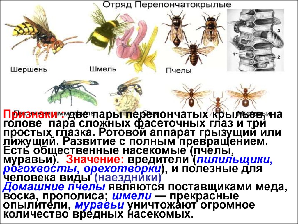 Виды перепончатых. Отряд Перепончатокрылые Крылья. Отряд Перепончатокрылые ротовой аппарат. Таблица отряды насекомых Перепончатокрылые. Отряд насекомых муравьи таблица.