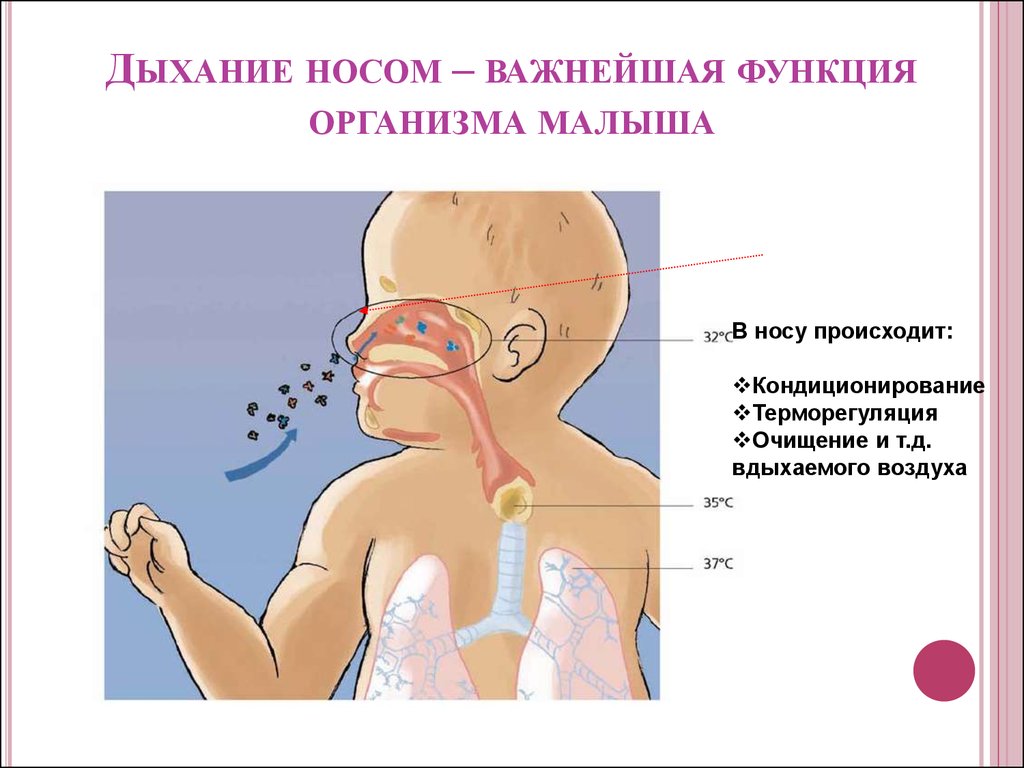 Звук пузырьков при дыхании. Дыхание носом. Дышать через нос. Изображение "органы дыхания" для детей дошкольного возраста.