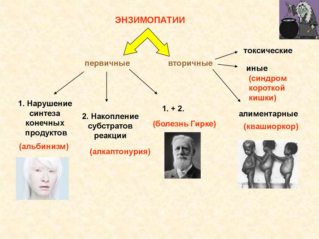 Энзимопатии. Первичные и вторичные энзимопатии. Энзимопатии классификация. Этапы развития энзимопатии. Энзимопатии биохимия.