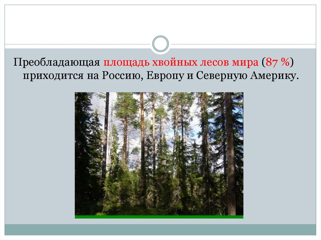 Хвойная площадь. Преобладающие леса. Красноярский край площадь хвойных лесов. Страны хвойные леса преобладают.