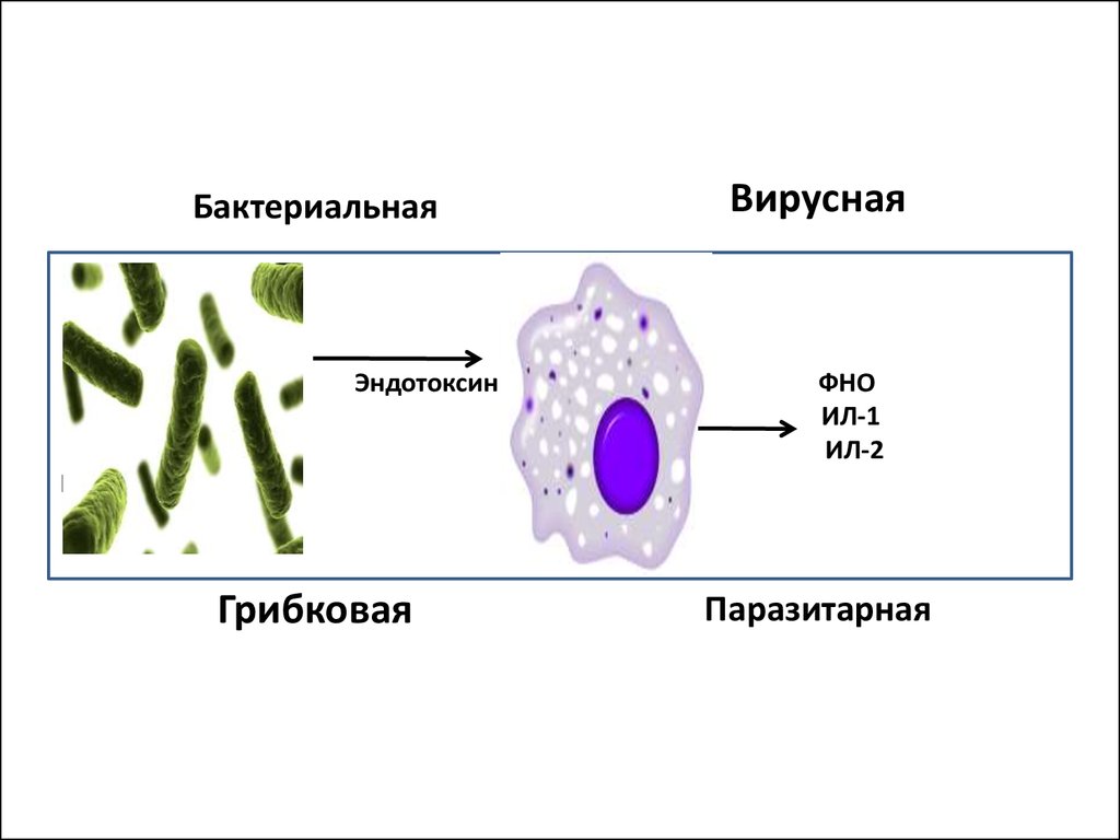 Вирусная и бактериальная инфекция. Вирусной, бактериальной, грибковой клетки. Микробные индукторы интерлейкина 1. ФНО микробиология. Фактор некроза опухоли ил1.