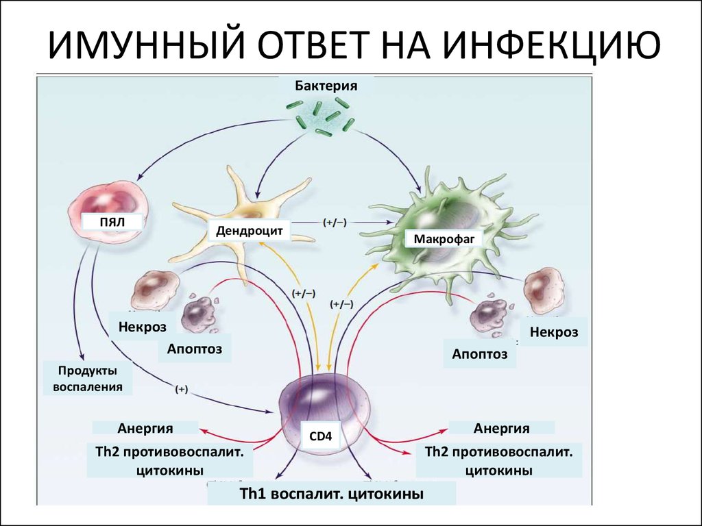 Реакция организма клетки на. Схема иммунного ответа иммунология. Схема иммунного ответа при вирусной инфекции. Схема иммунной реакции при вирусной инфекции. Схема иммунного ответа на вирус.