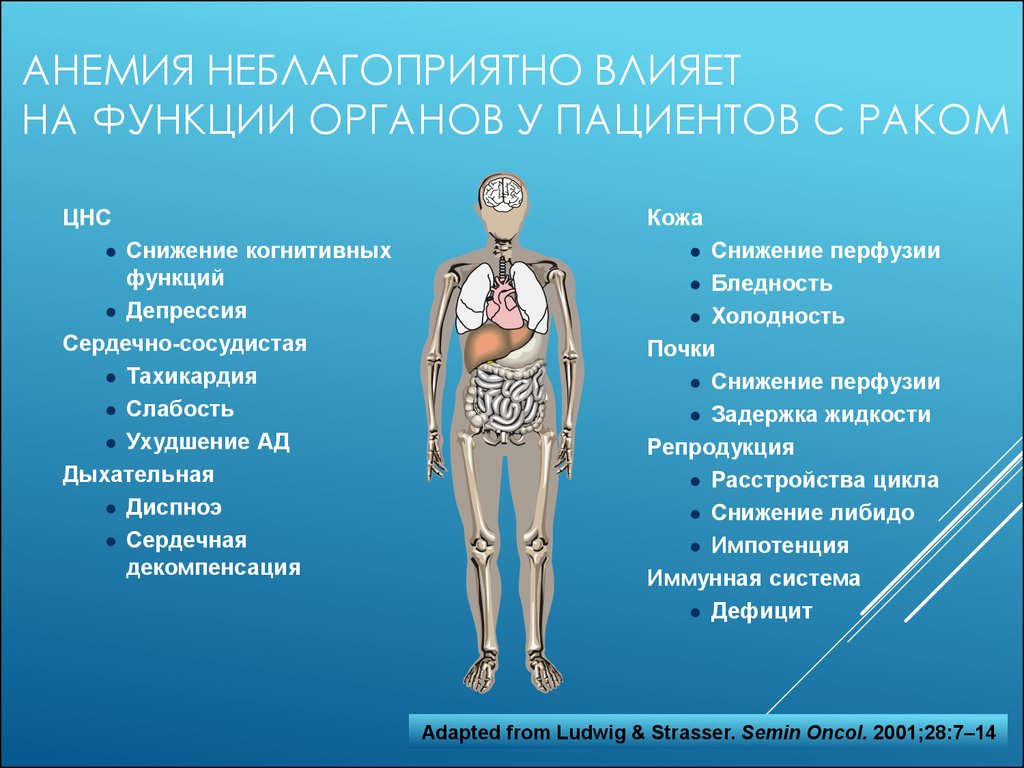 Анемия мышцы. Изменение функции органов и систем при анемиях.. Изменения в органах при анемии.