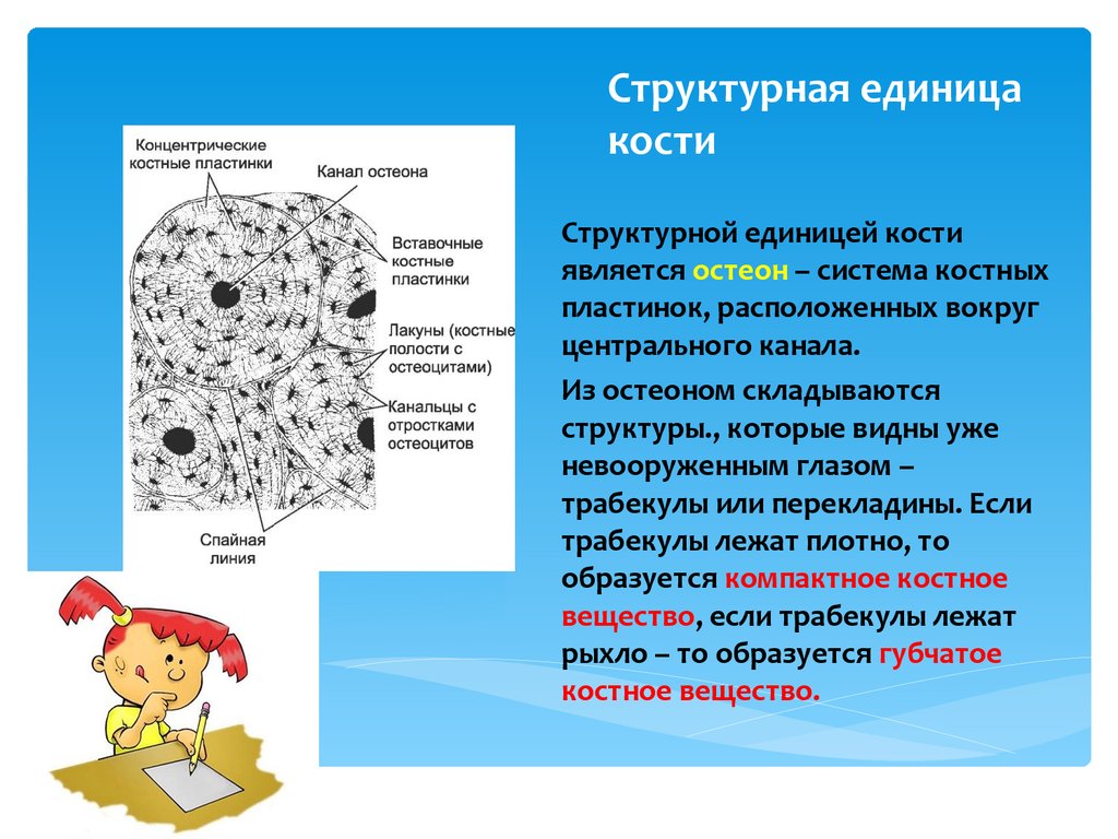 Структурная единица ткани