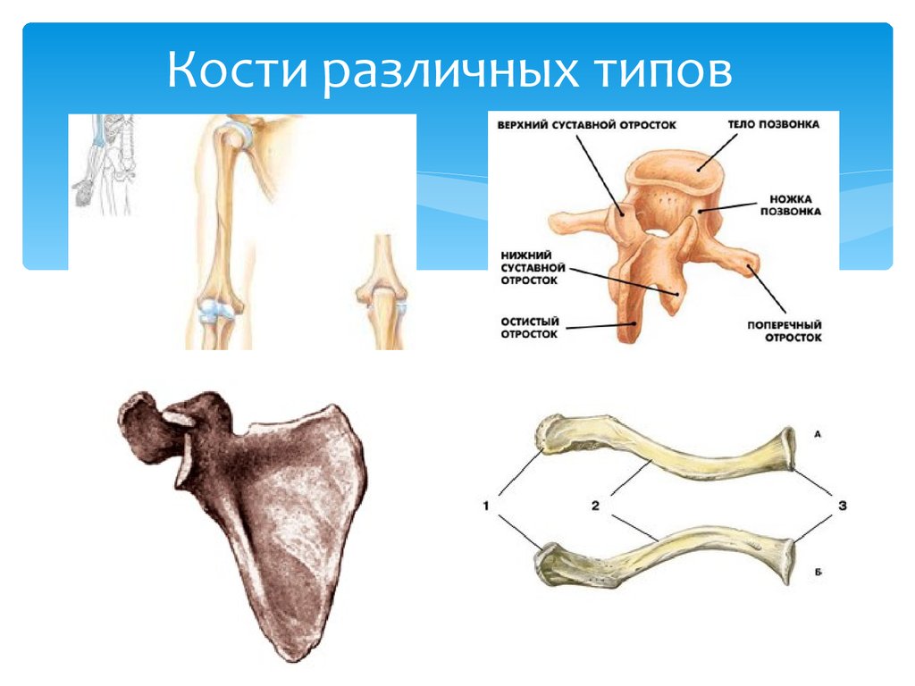 Типы костей трубчатые кости