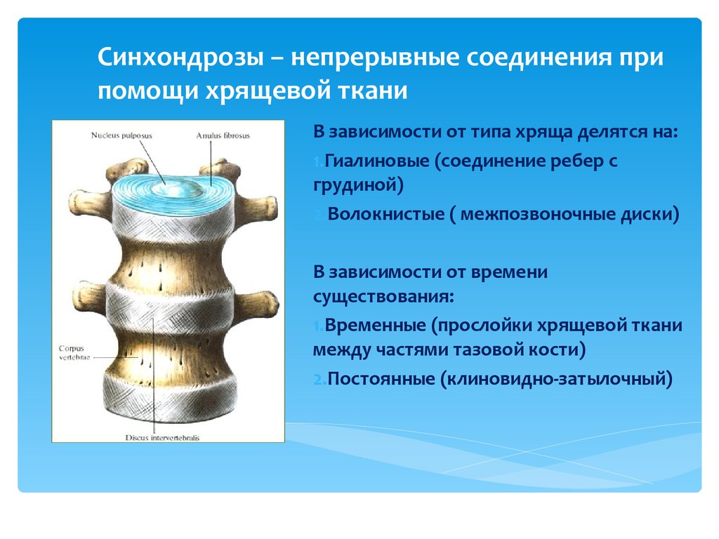 Кости позвоночника тип соединения. Соединение костей при помощи хрящевой ткани. Межпозвоночный диск это постоянный синхондроз?. Соединение костей синхондроз. Соединения костей с помощью хрящей.