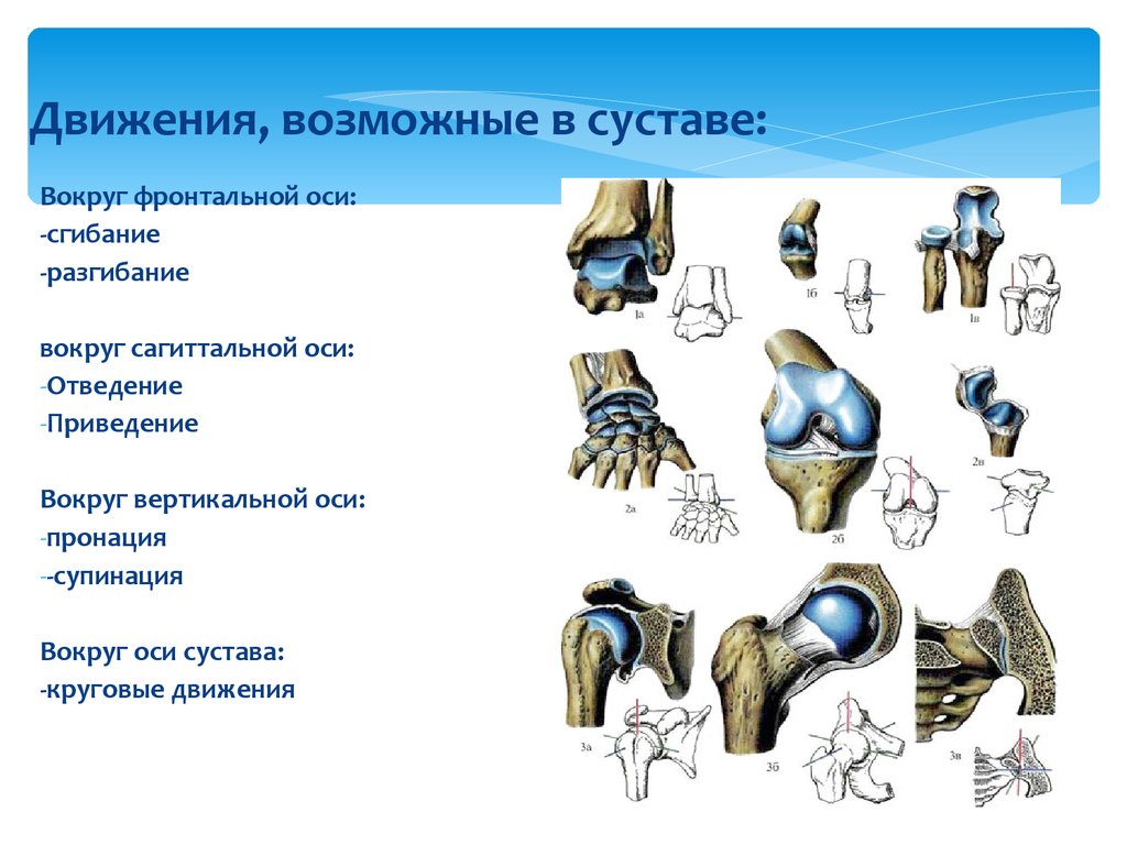 Типы суставов. Оси движения суставов анатомия. Движение в суставах вокруг сагиттальной оси. Классификация суставов по осям. Движение суставов по осям.