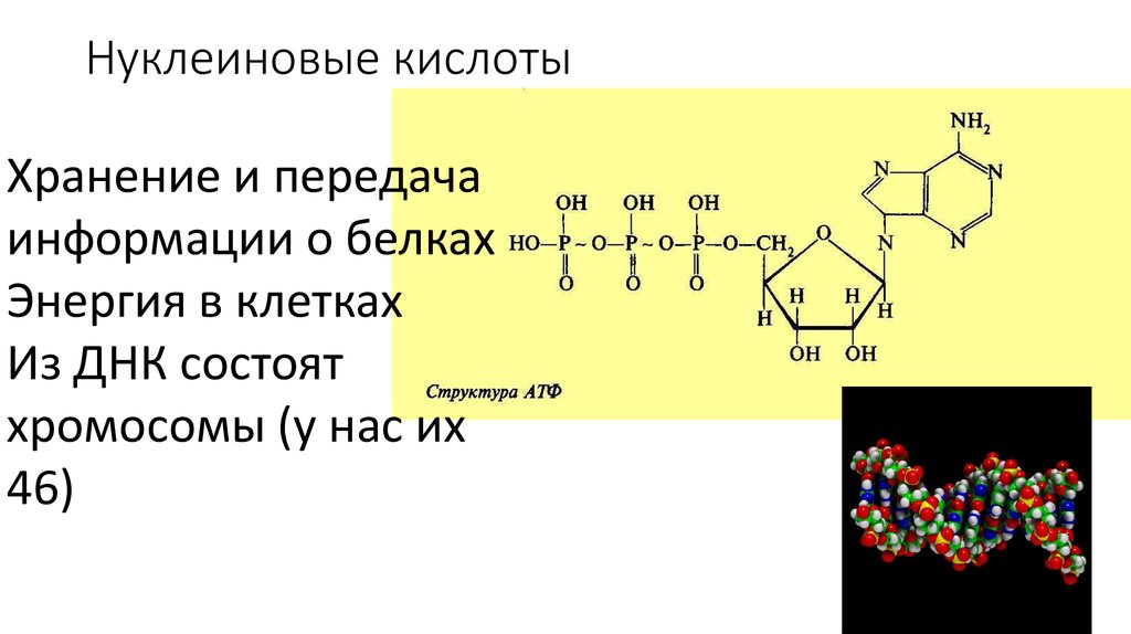 История нуклеиновых кислот. Химические свойства нуклеиновых кислот. Сколько видов нуклеиновых существует в природе:.