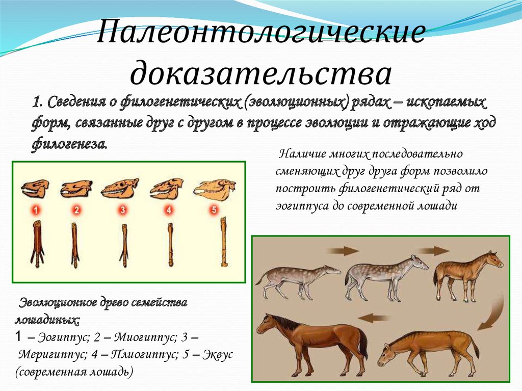 Вопрос ответ эволюция. Таблица палеонтологические доказательства эволюции животного мира. Филогенетические доказательства эволюции. Палеонтологические доказательства эволюции органического мира. Палеонтологические доказательства эволюции палеозойской эры.