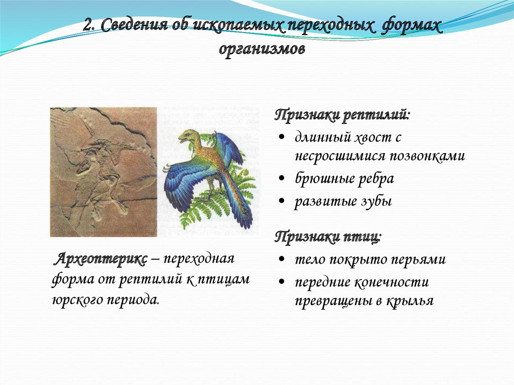 Формы организмов. Переходные формы организмов. Переходные формы животных таблица. Ископаемые переходные формы. Ископаемые переходных формы организмов это.