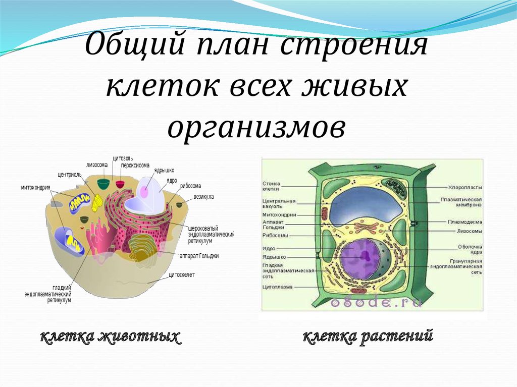 Клеточный состав живых организмов. Общий план строения клеток живых организмов. Общий план строения животных клеток. Основное строение клетки. Строение живой клетки.