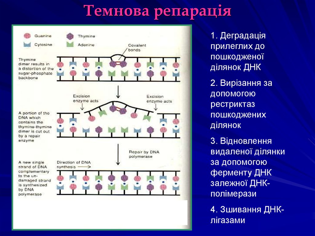 Генетическая 2 и 3. Темновая репарация ДНК. Темновая репарация ДНК ферменты. Темновая репарация схема. Этапы Темновой репарации ДНК.