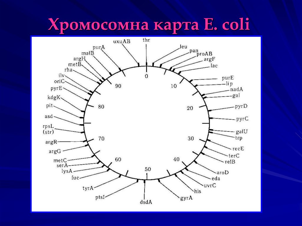 Хромосомна карта E. coli