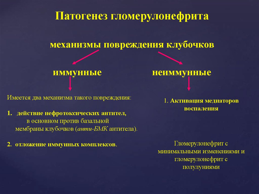 Причина острого гломерулонефрита тест. Ведущий патогенетический механизм развития гломерулонефрита. Механизм развития хронического гломерулонефрита. Патогенез иммунных механизмов развития гломерулонефрита. Гломерулонефрит патогенез механизм развития.