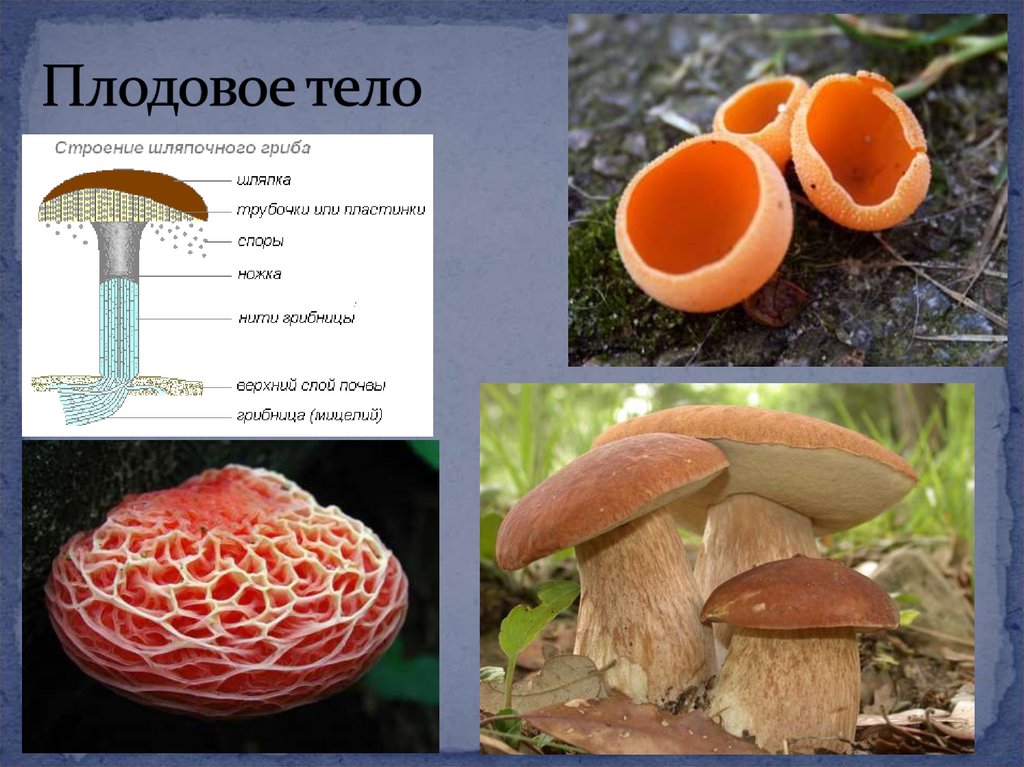 Шляпочные грибы многоклеточные. Плодовое тело. Плодовые грибы. Тело гриба. Плодовые тела грибов.