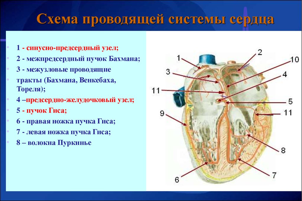 Пучок пуркинье. Синусно - предсердный узел (синусный узел, узел киса-Флека). Синусно-предсердный узел расположен. Проводящая система сердца синусно предсердный узел. Предсердно-желудочковый узел расположен.