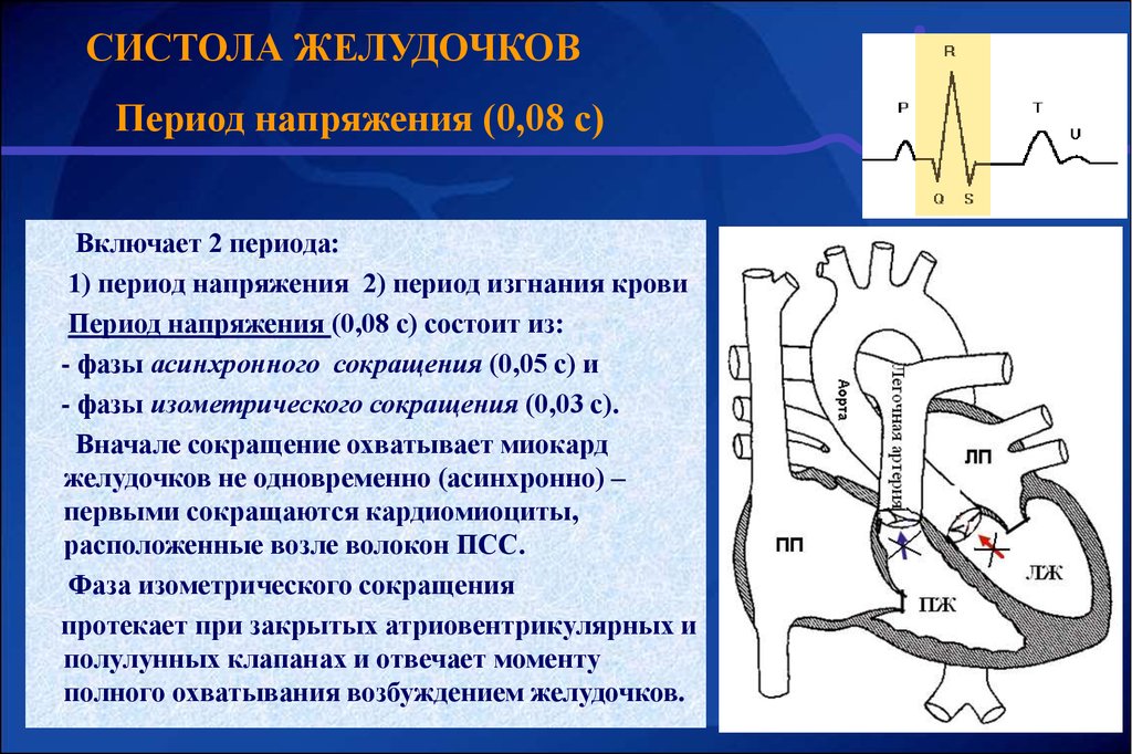 Периоды состоят из. Систола желудочков фаза напряжения. Систола желудочков период напряжения. Систола желудочков состоит из периодов. Период напряжения желудочков состоит из.