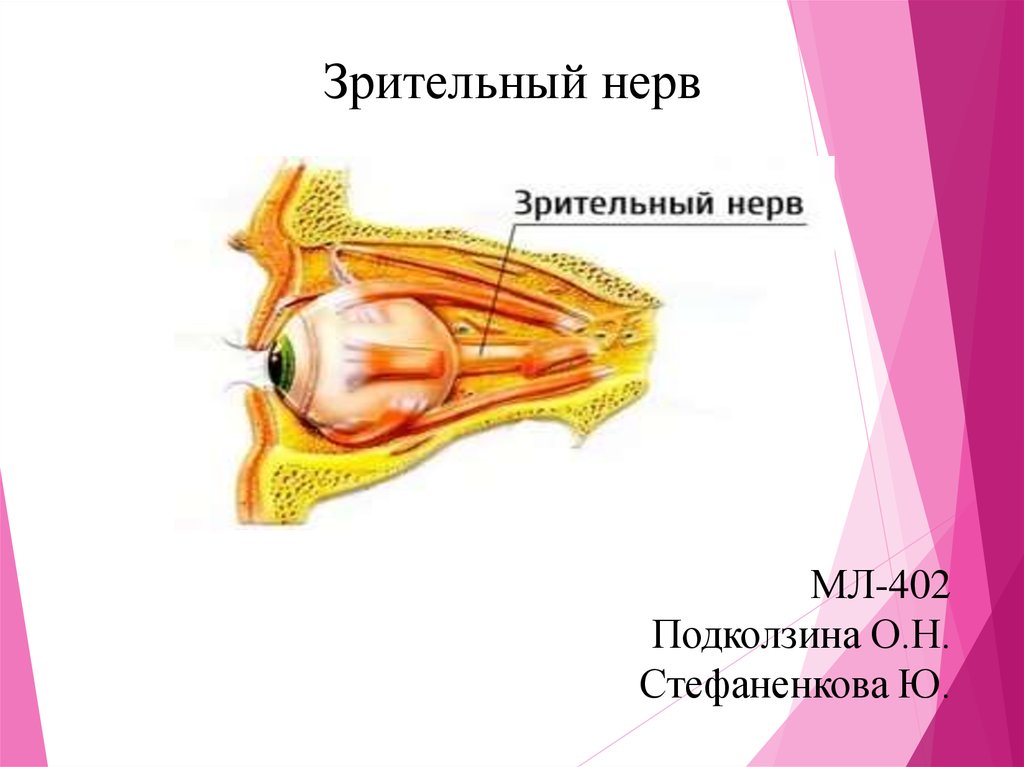 Зрительные отверстия находятся в