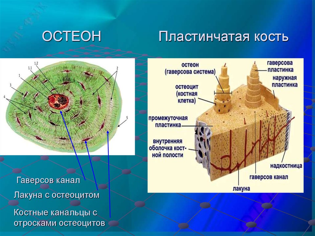 Какие клетки в кости. Гаверсов канал остеона. Строение кости Остеон. Костные пластинки остеона. Остеон строение строение.