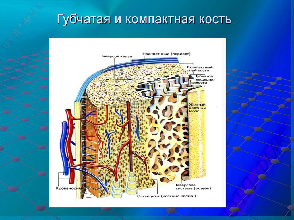 Слои кости. Компактная костная ткань губчатая костная ткань. Губчатое и компактное вещество костной ткани. Строение компактного и губчатого вещества кости. Губчатая костная ткань строение.