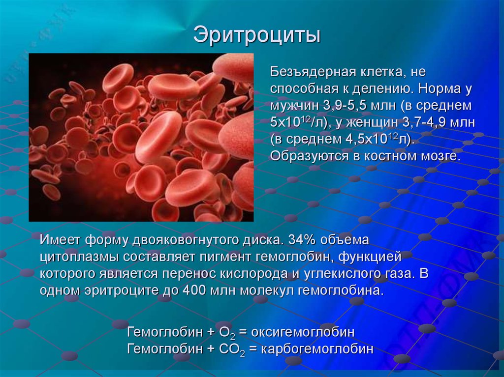 Эритроцит функции клетки. Эритроциты. Эритроциты безъядерные клетки. Эритроциты в крови. Эритроциты строение и функции.