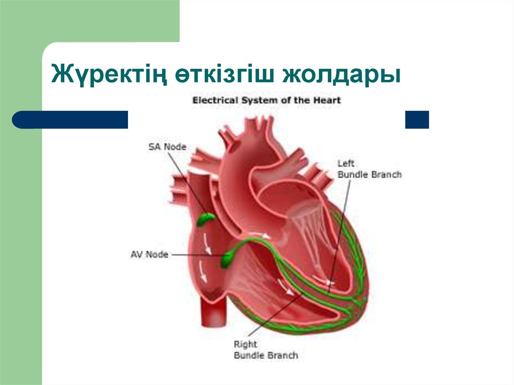 Жүрек автоматиясының механизмі презентация