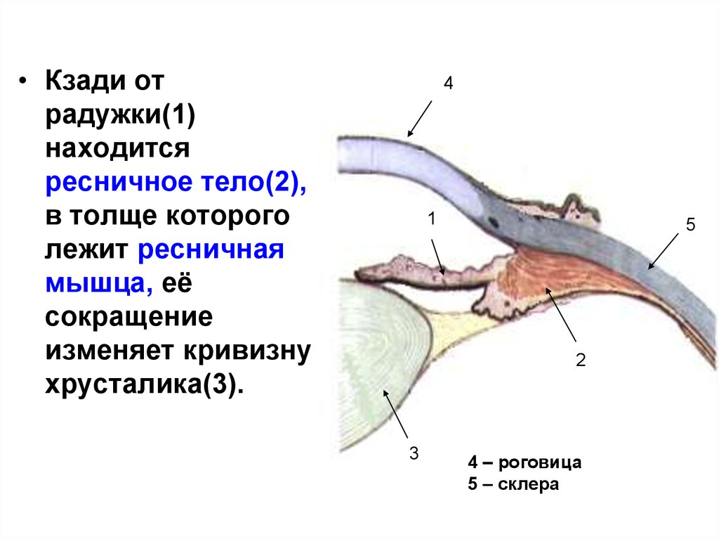 Ресничное тело. Орган зрения ресничное тело. Функции ресничного тела глазного яблока. Функции ресничного тела глаза человека. Строение ресничного тела гистология.