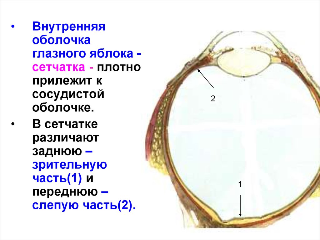 Часть сосудистой оболочки глазного яблока. Внутренняя оболочка глазного яблока. Сетчатая оболочка глазного яблока. Глазное яблоко (оболочки, внутреннее ядро глаза). Внутренняя оболочка глаза сетчатка.