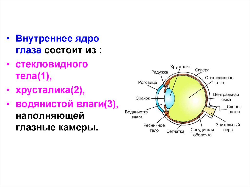 Оболочки глаза человека таблица. Внутреннее ядро глазного яблока функции. Внутреннее ядро глазного яблока функции и строение. Структуры внутреннего ядра глаза. Ядро глазного яблока: хрусталик.