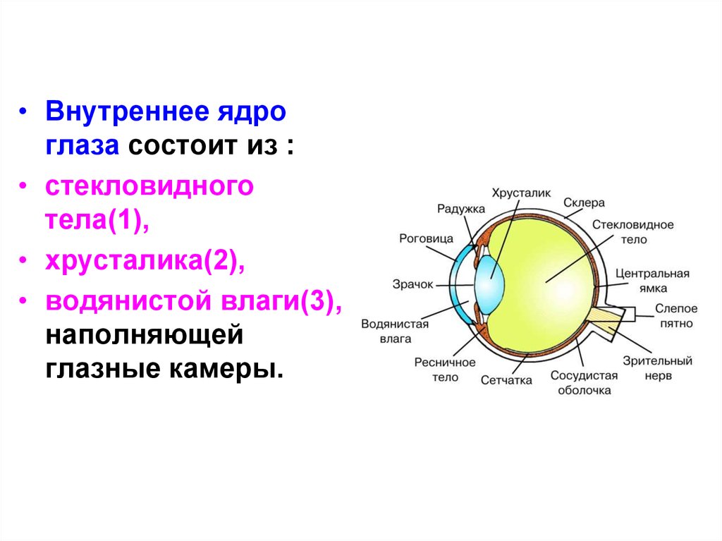 Из чего состоит внутренняя. Внутреннее ядро глаза. Строение внутреннего ядра глаза. Внутреннее ядро глазного яблока функции и строение. Строение внутреннего ядра глазного яблока.