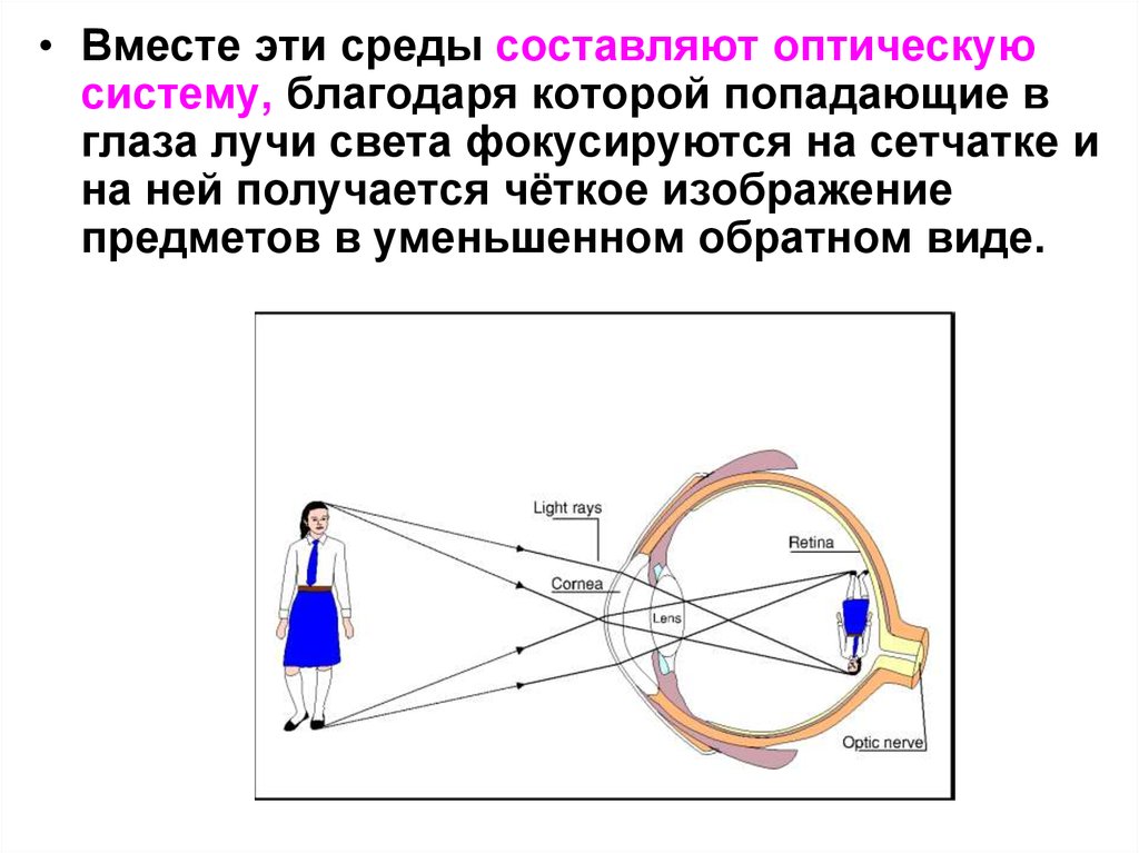 Какое изображение получается на сетчатке глаза перевернутое уменьшенное искаженное