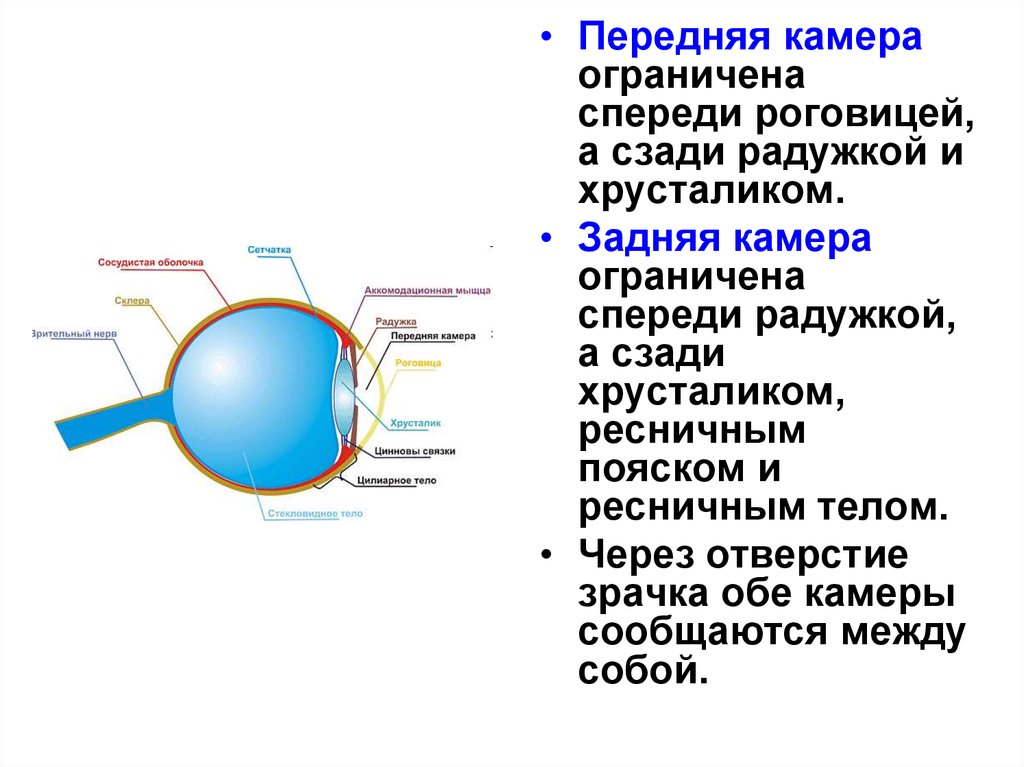 Кроссворд зрительный анализатор. Увеличение внутриглазного давления. Глазное давление причины. Причины внутриглазного давления у взрослых. Давление глазного яблока.