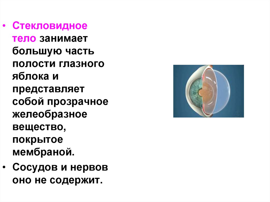 Стекловидное тело. Стекловидное тело тело анализатор. Стекловидное тело представляет собой. Большую часть полости глазного яблока занимает. Части стекловидного тела.