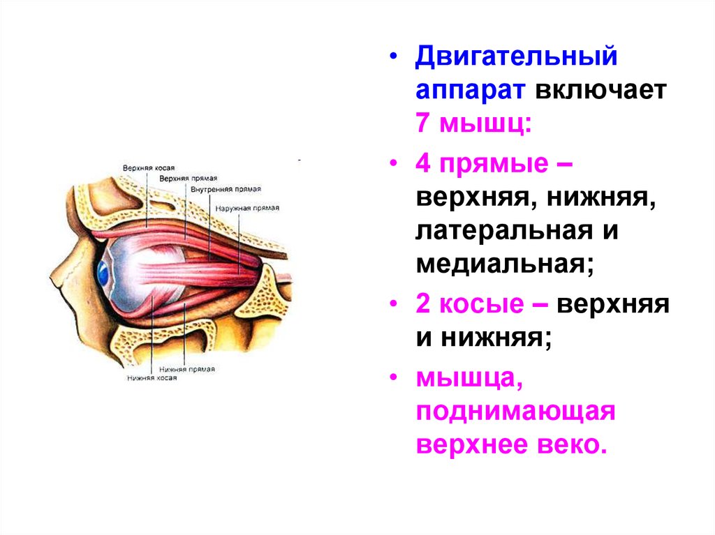 Верхняя и нижняя. Вспомогательный аппарат глаза двигательный аппарат. Двигательный аппарат глаза строение и функции. Аппарат глаза двигательный аппарат таблица. Мышца поднимающая верхнее веко.