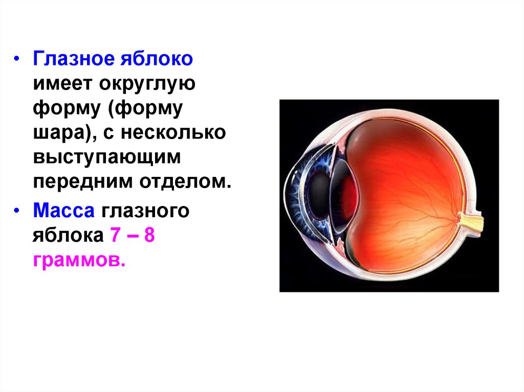 Глазное яблоко это. Форма глазного яблока. Глазное яблоко имеет. Диаметр глазного яблока. Глазное яблоко имеет форму.