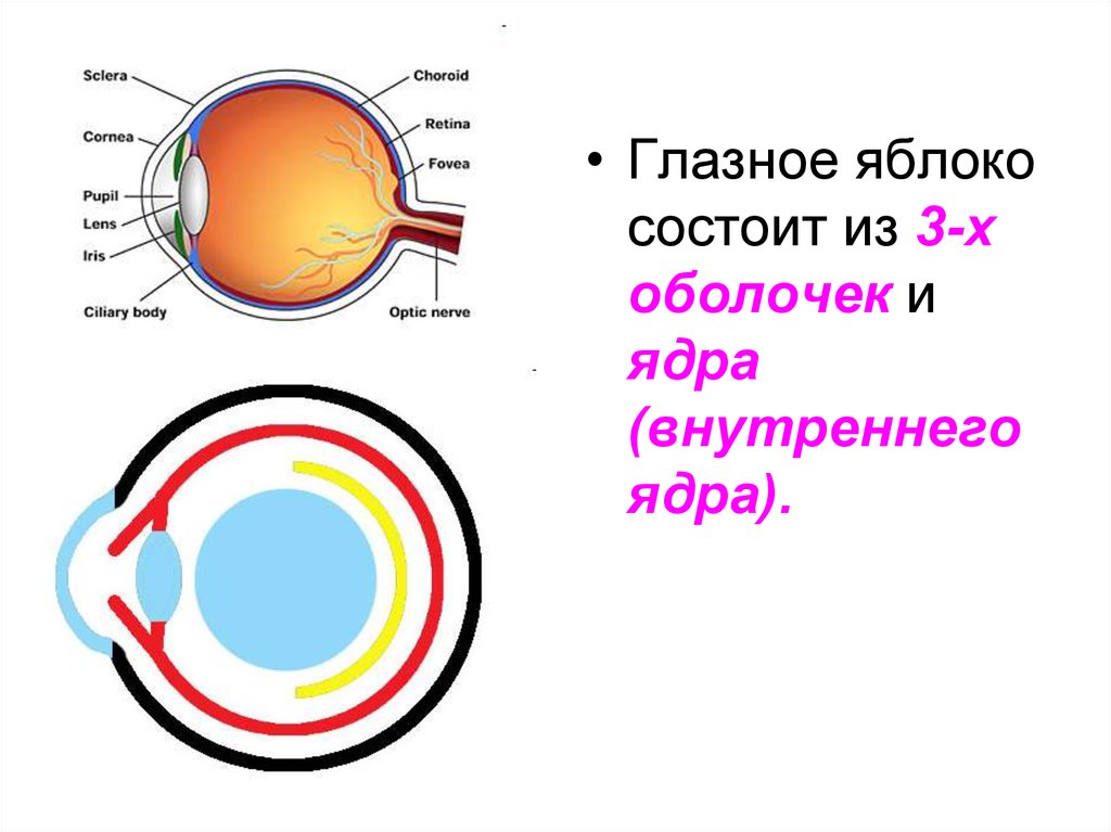 С помощью органа зрения. Внутреннее ядро глазного яблока функции и строение. Ядро глазного яблока таблица. Орган зрения глазное яблоко внутреннее ядро. Оболочки внутреннего ядра глазного яблока.