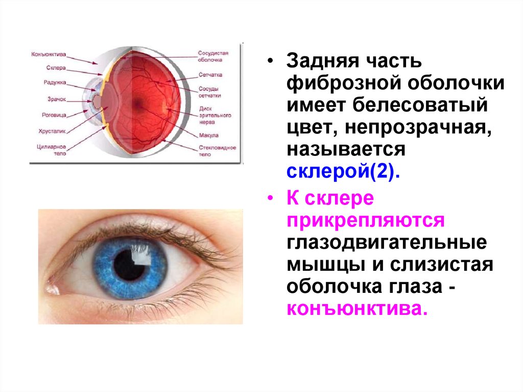 Слизистая оболочка век. Строение глаза конъюнктива склера. Строение глаза слизистая оболочка. Строение глаза мешок глаза конъюнктивальный. Слизистая оболочка глазного яблока.