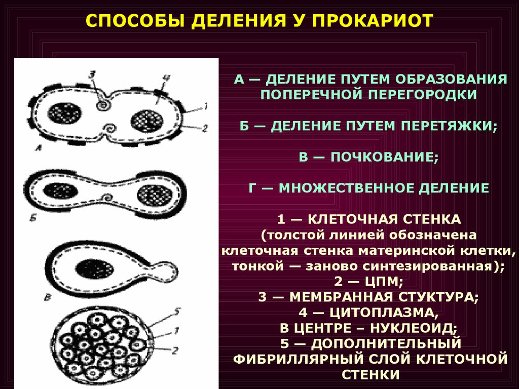 Прямым бинарным делением клетки. Половое размножение прокариот. Способы деления бактериальной клетки. Способ деления прокариот. Способы деления прокариотических клеток.