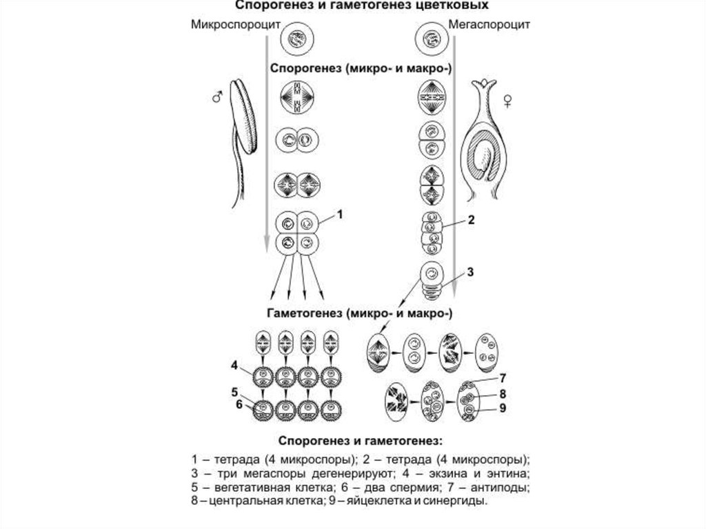 Макроспора это. Гаметогенез растений схема. Схема спорогенеза и гаметогенеза у растений. Спорогенез и гаметогенез. Спорогенез и гаметогенез у растений.